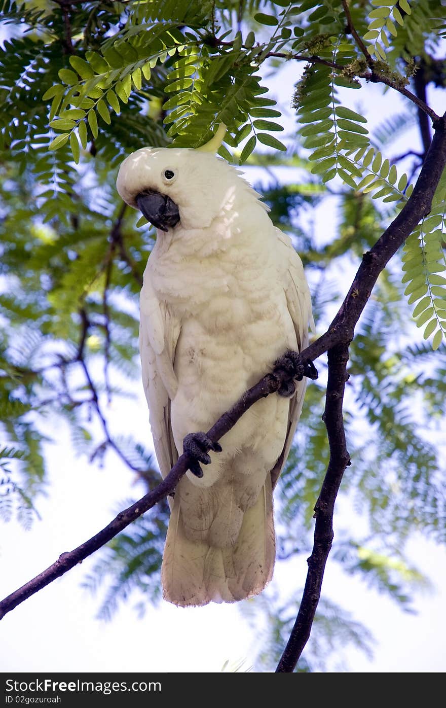 Cockatoo on a tree