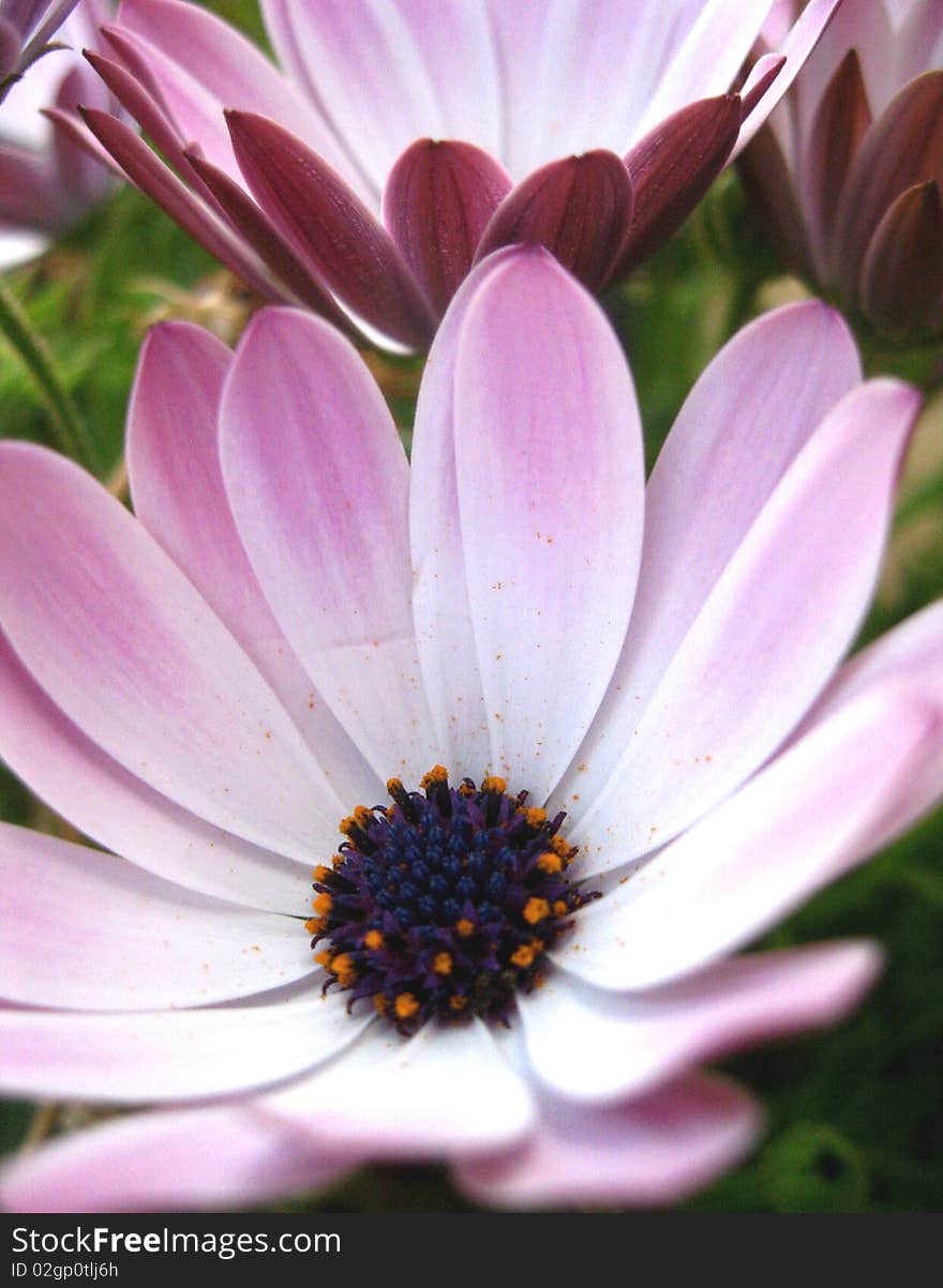 Pink flowers in bright sun light in a garden