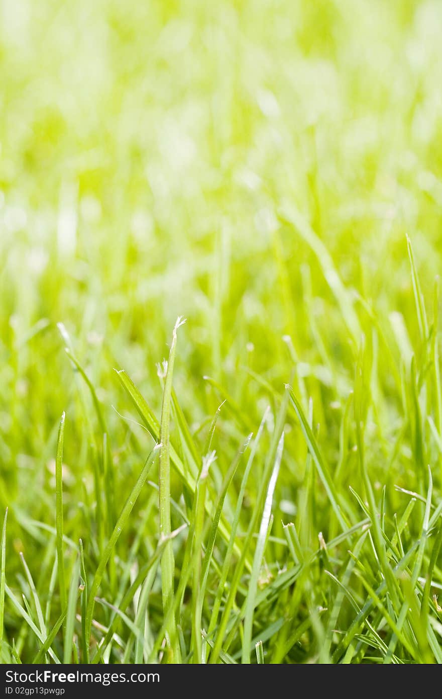 Macro shot of some grass, great as a background. Copyspace at the top. Macro shot of some grass, great as a background. Copyspace at the top.