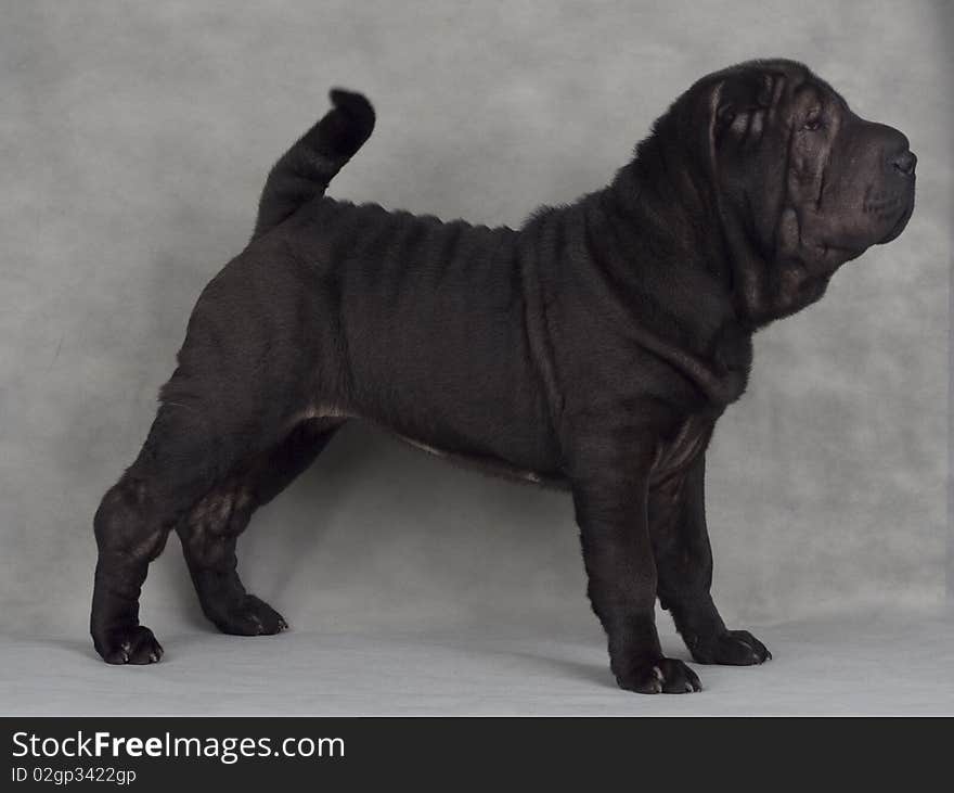 Shar-pei animals pets fun pedigreed friendship