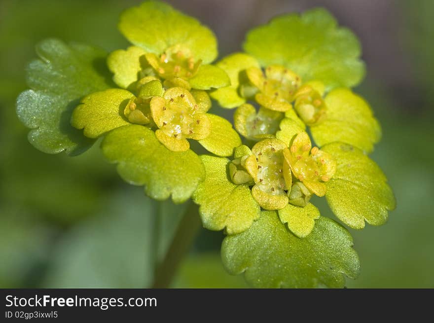 Spleen herb - Chrysosplendium alternifolium - Macro - Nikon D90 Camera