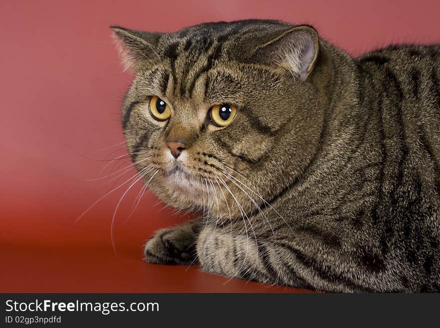 British short-hair cat animals feline. British short-hair cat animals feline