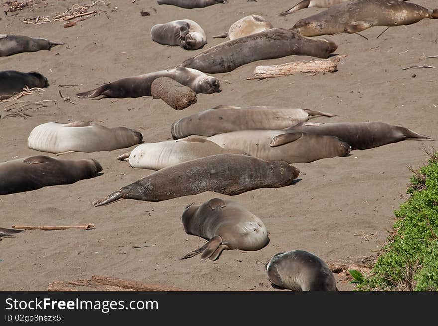 A group of elephant seals resting on the beach in CA USA