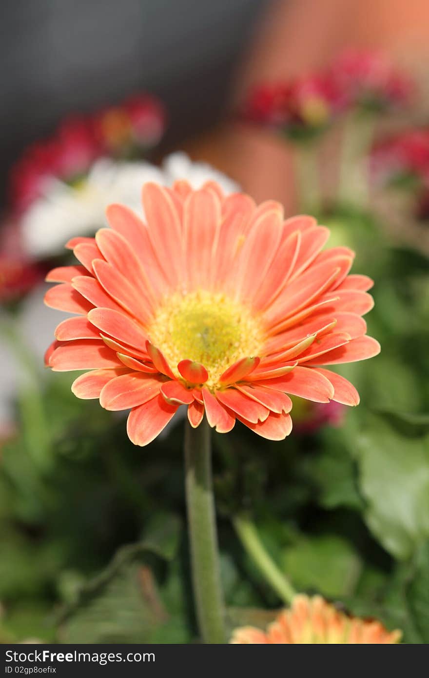 Macro shot of a blossoming orange coloured gerbera flower. Centered. Macro shot of a blossoming orange coloured gerbera flower. Centered.