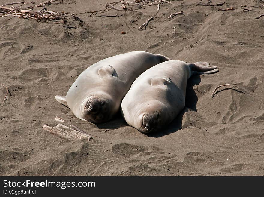 Pair Of Elephant Seals