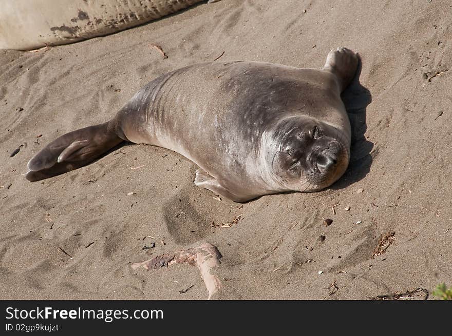 A single young elephant seal sleeping on the beach