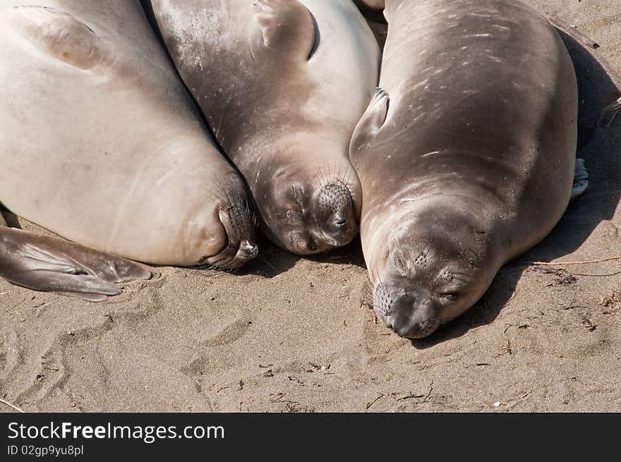 Three elephant seals resting together on the beach