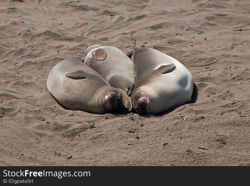 Three elephant seals resting on the beach