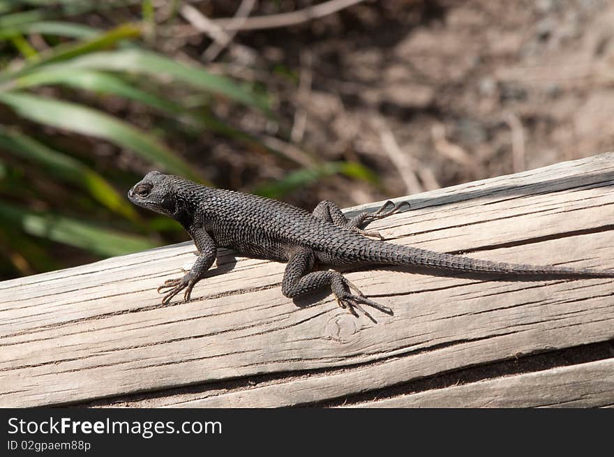 A macro of a  lizard resting on a log