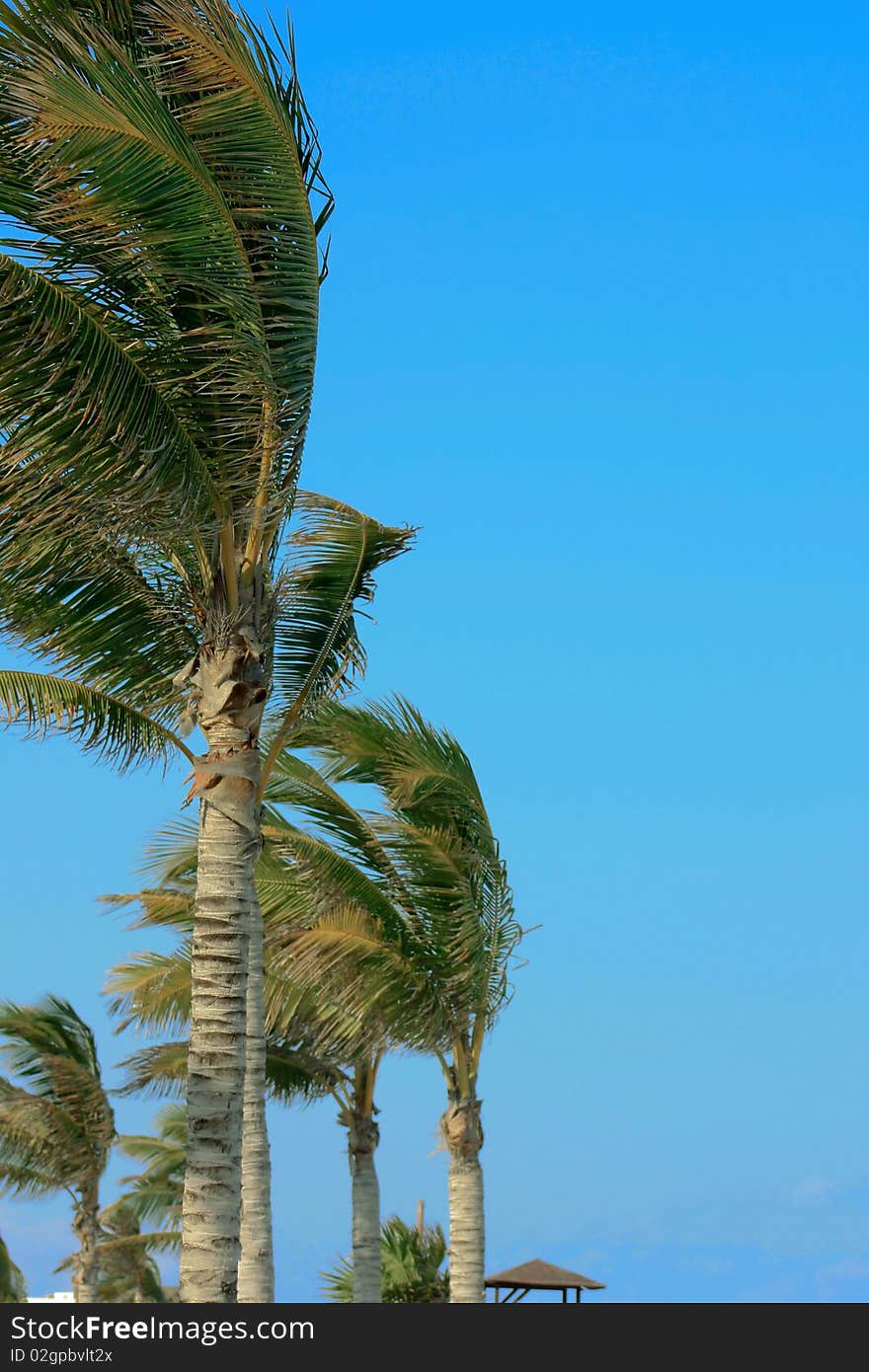 Palm trees in the wind on blue sky. Palm trees in the wind on blue sky