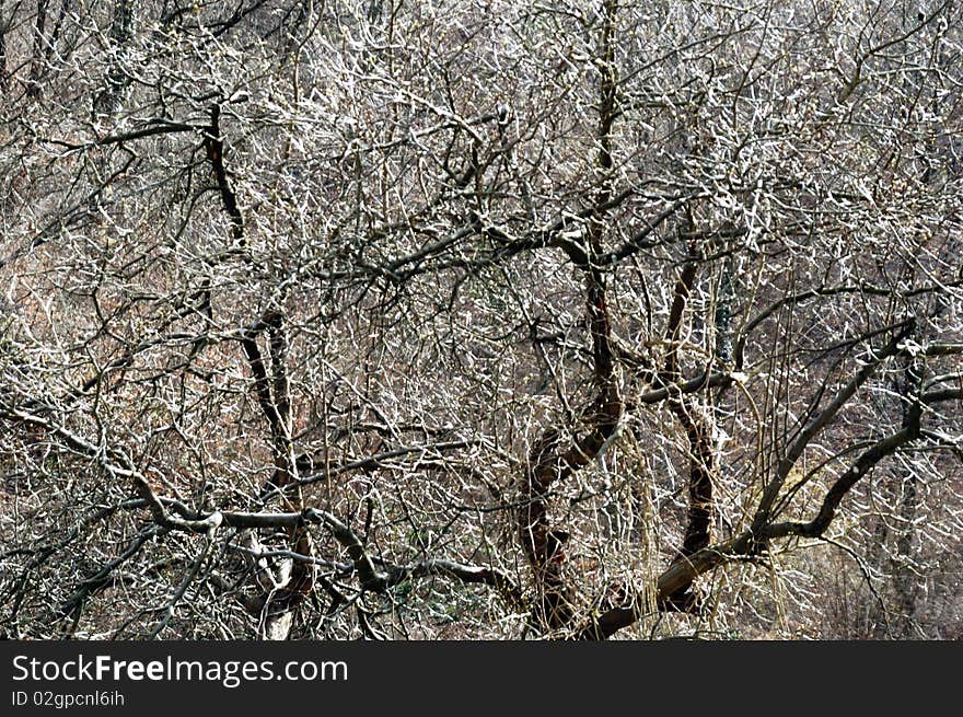 Part of naked quince tree in early sping. Part of naked quince tree in early sping