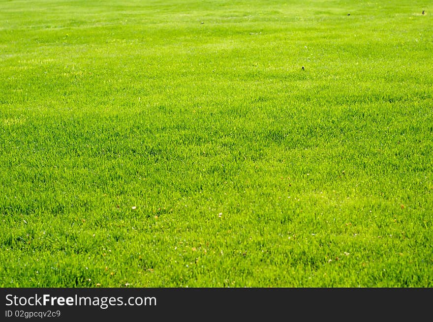 Fresh Grass Stock Photo