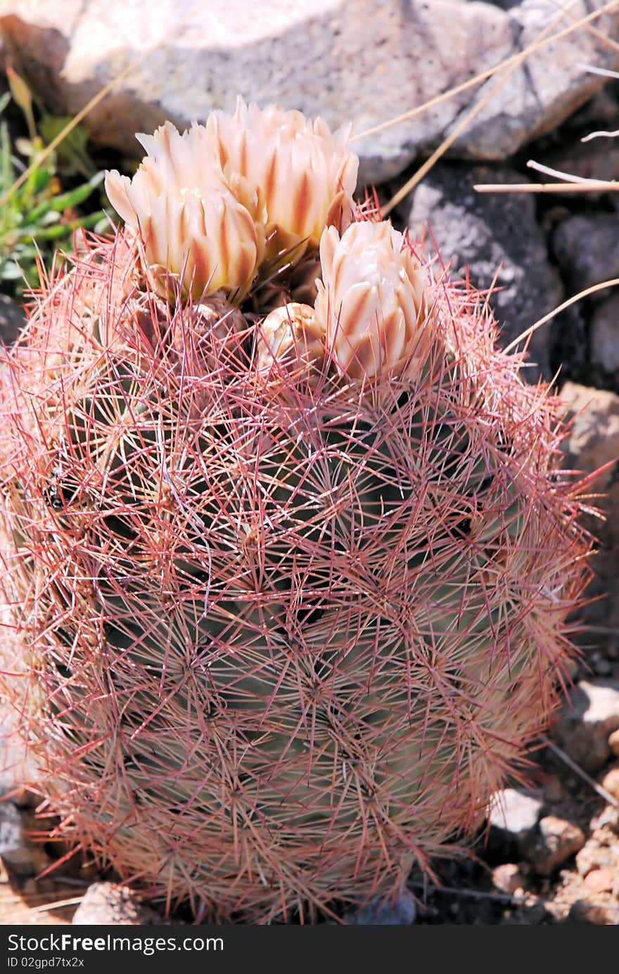 Barrel cactus