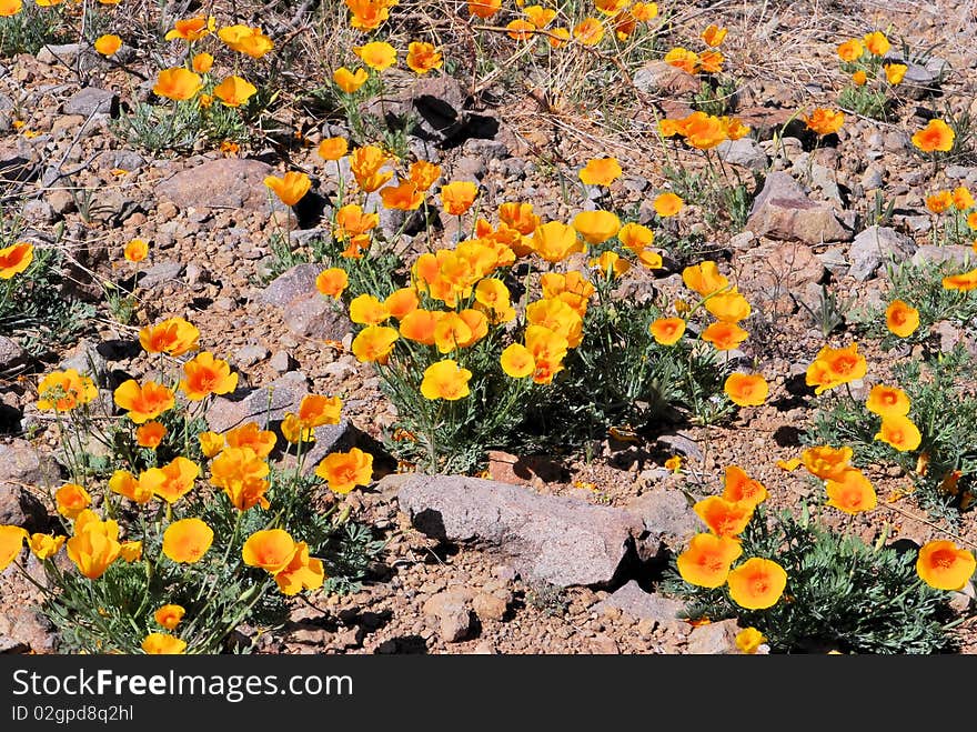 Poppies Among Rocks