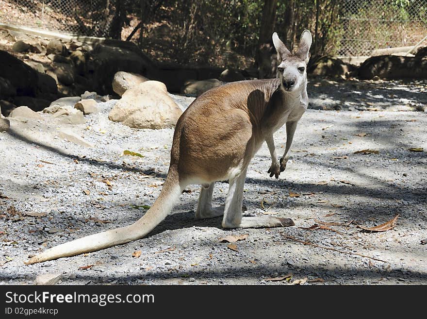 Kangaroo