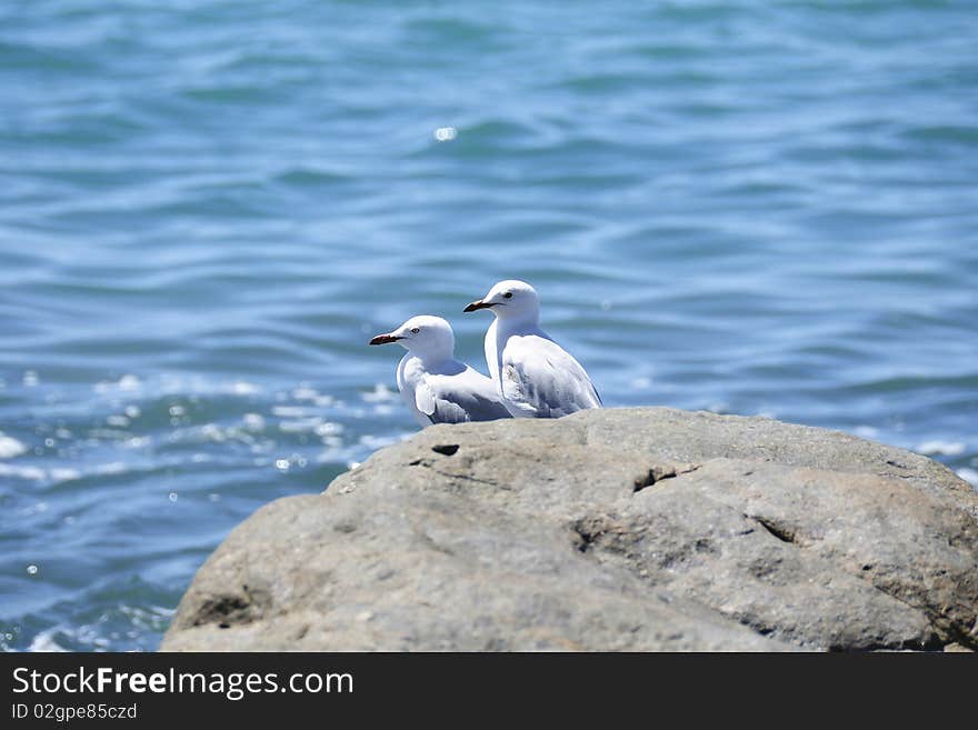 Larus crassirostris