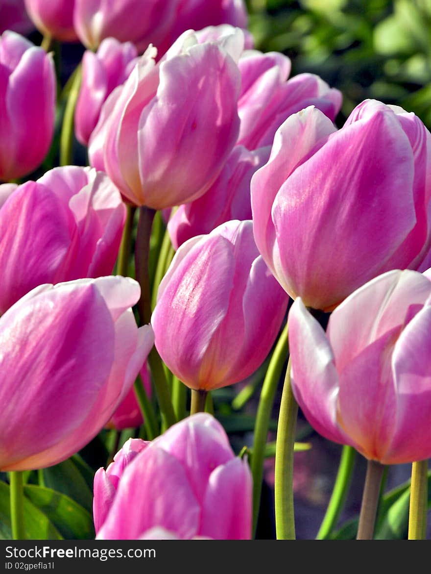 Pink Tulips In Spring