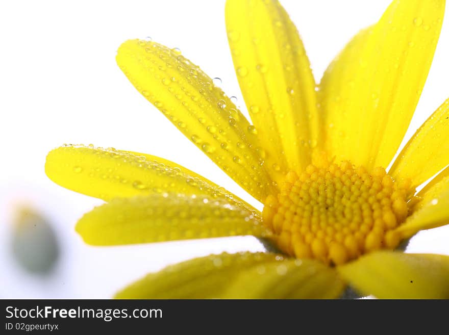 Yellow flower in the garden