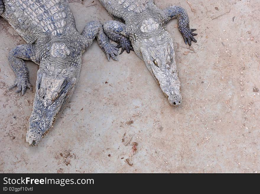 Two siamese crocodiles sunning themselves under a hot afternoon sun in Thailand. Two siamese crocodiles sunning themselves under a hot afternoon sun in Thailand.