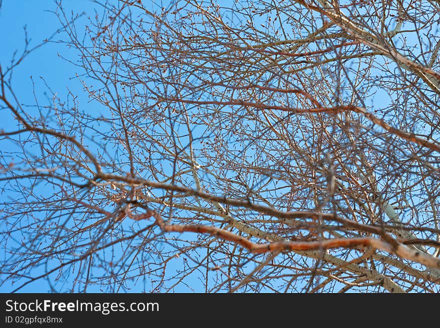 Translucent blue sky among the branches of trees. Translucent blue sky among the branches of trees