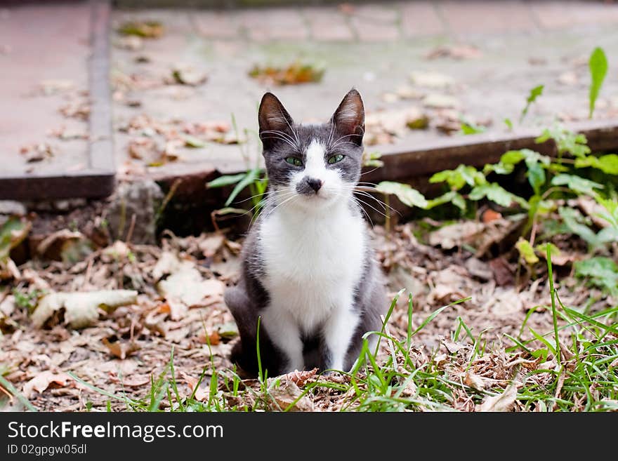 Spotty young cat sitting on the road. Spotty young cat sitting on the road