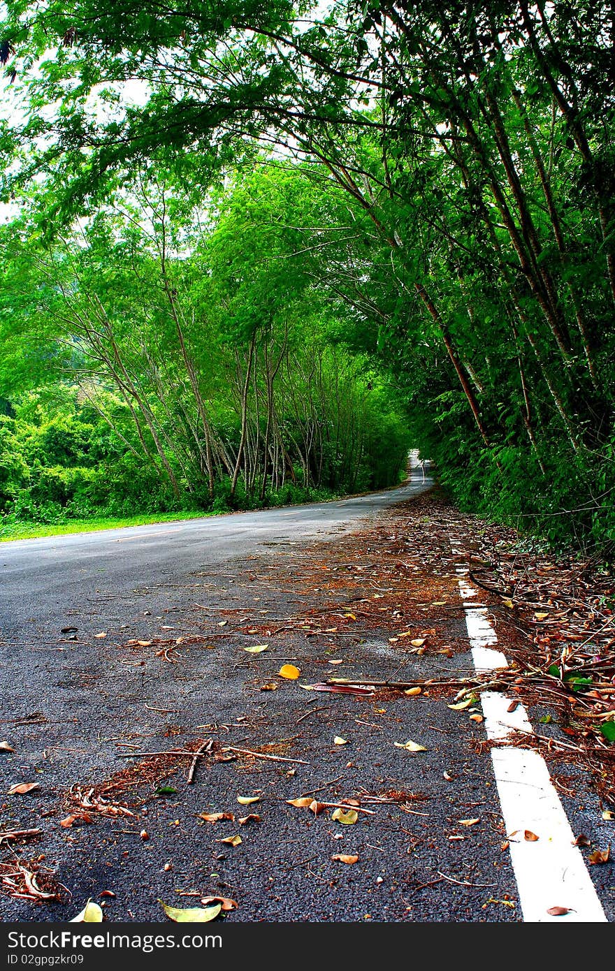 Road covered by green trees that make it look like a natural tunnel. Road covered by green trees that make it look like a natural tunnel