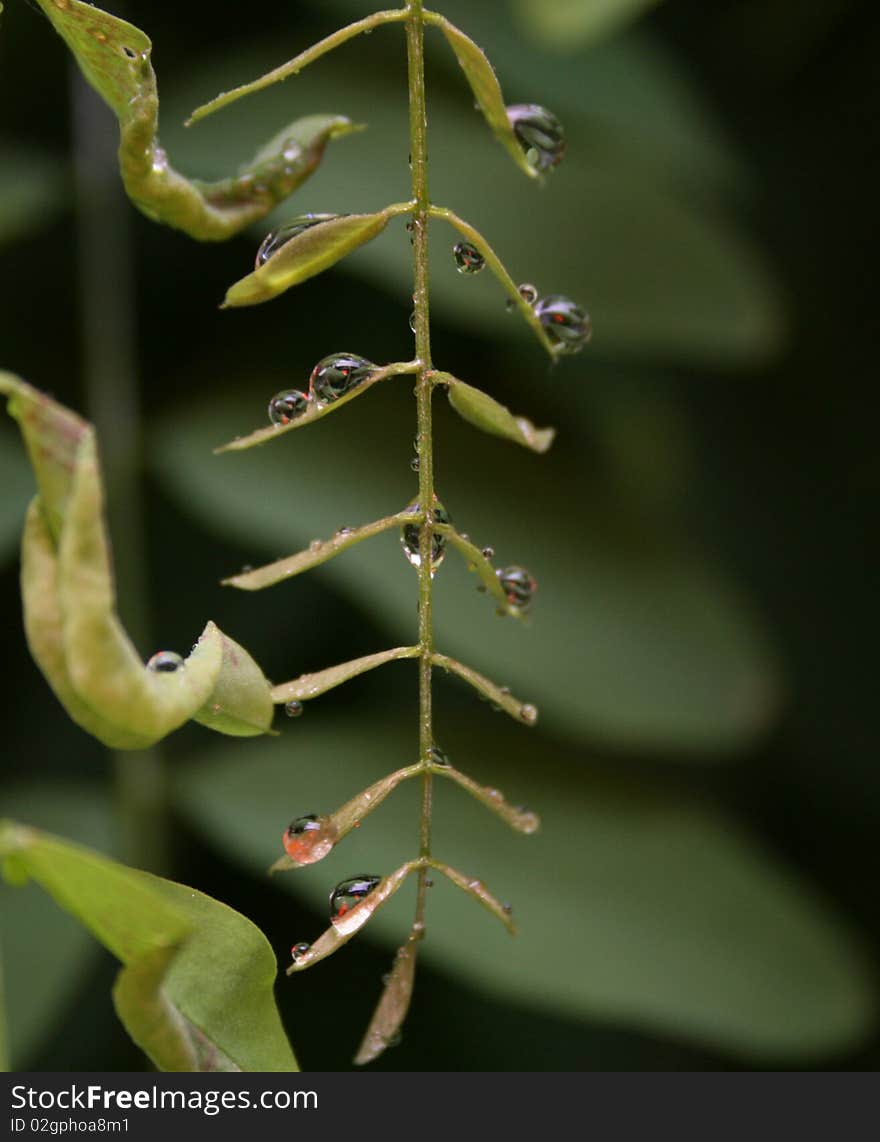 Water drops on plant