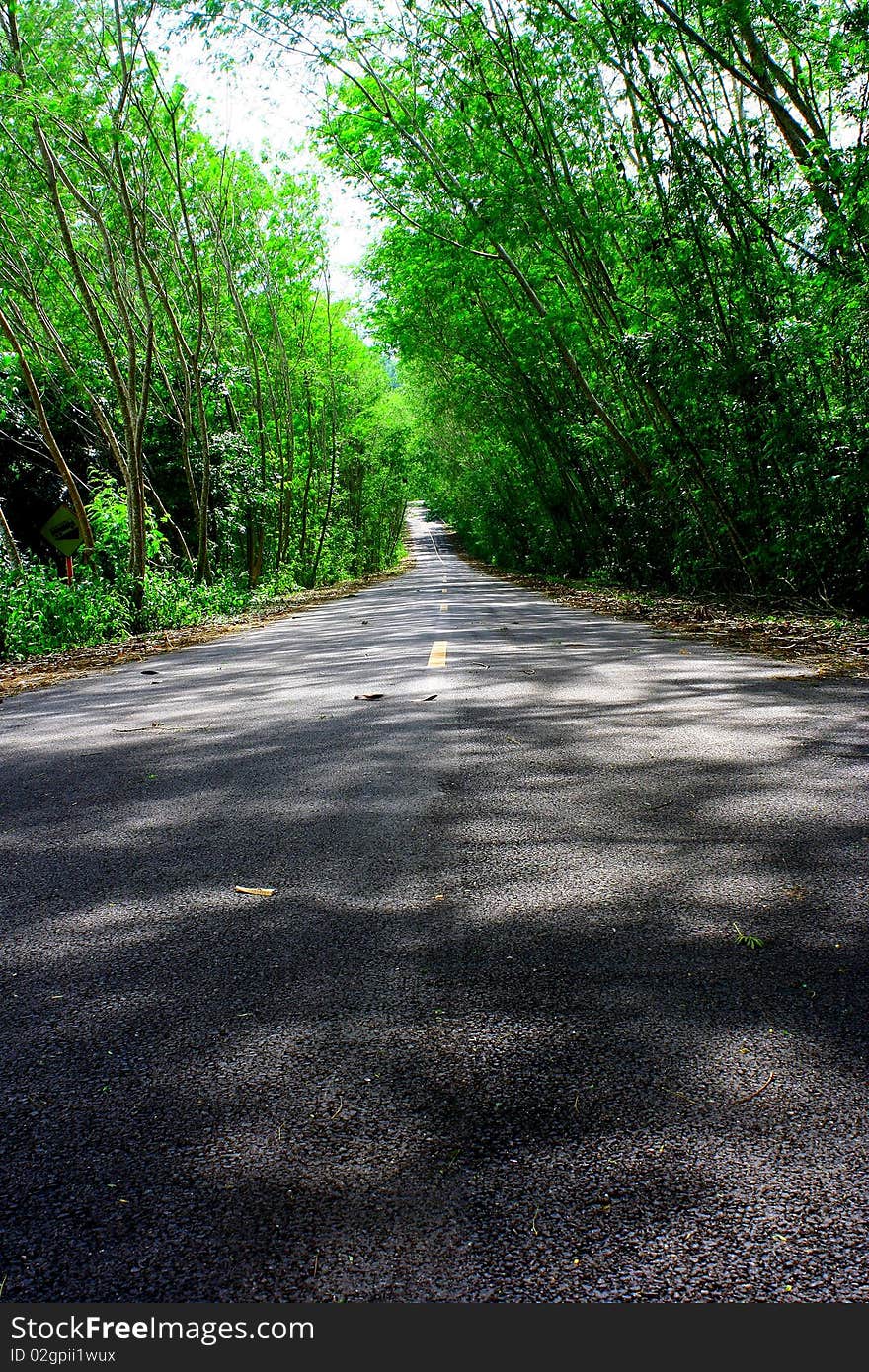 Road covered by green trees that make it look like a natural tunnel. Road covered by green trees that make it look like a natural tunnel