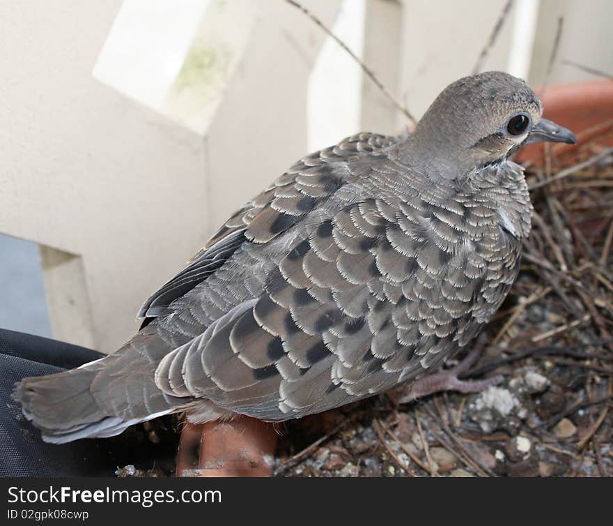 Baby dove feathers