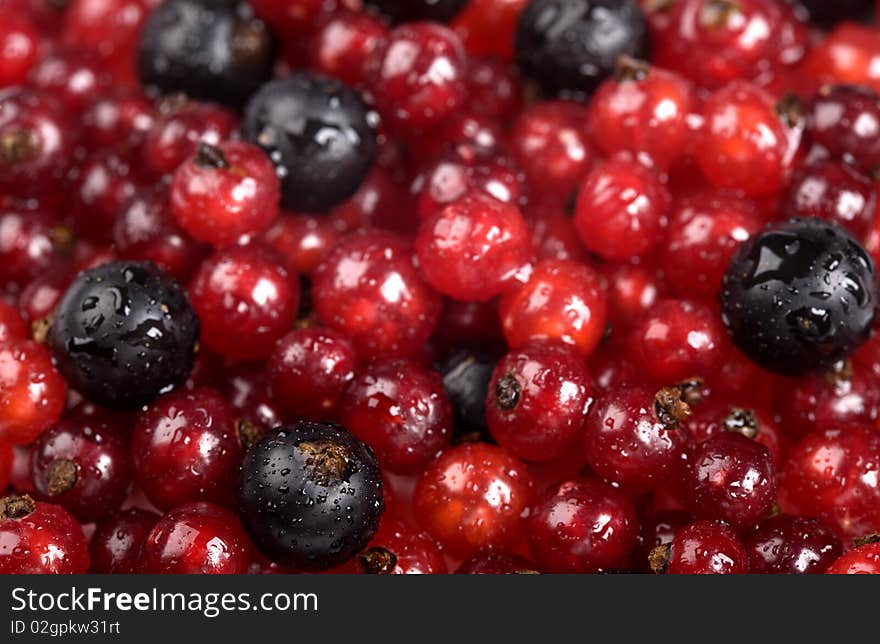 Red currant and black currant with drops of water