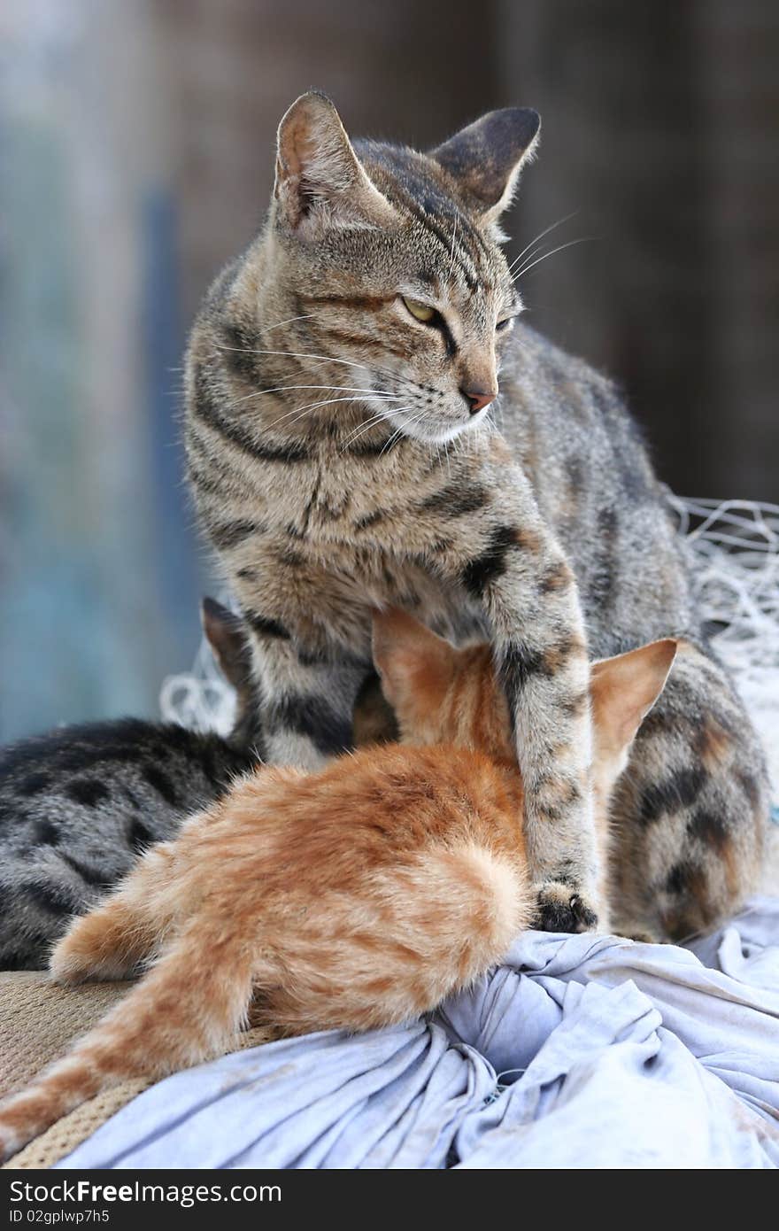 Protective cat guarding while kittens eating