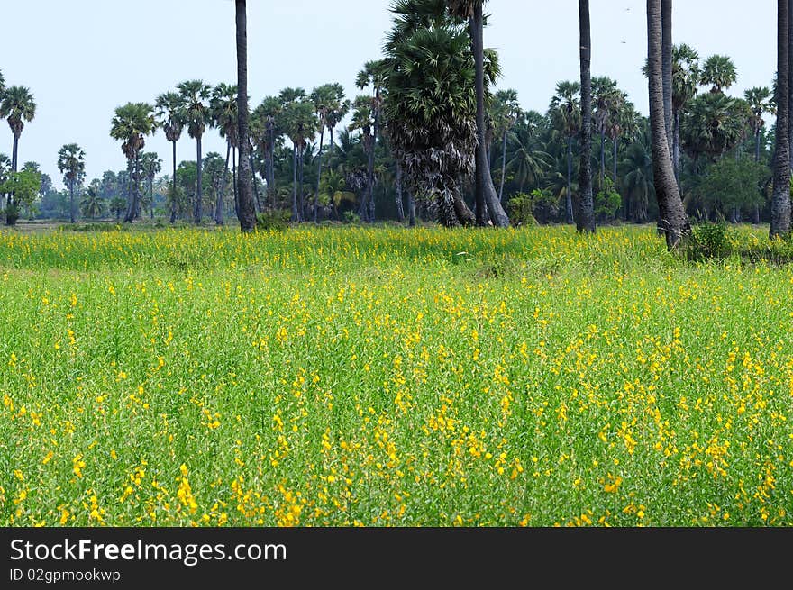 Grassland in Thailand