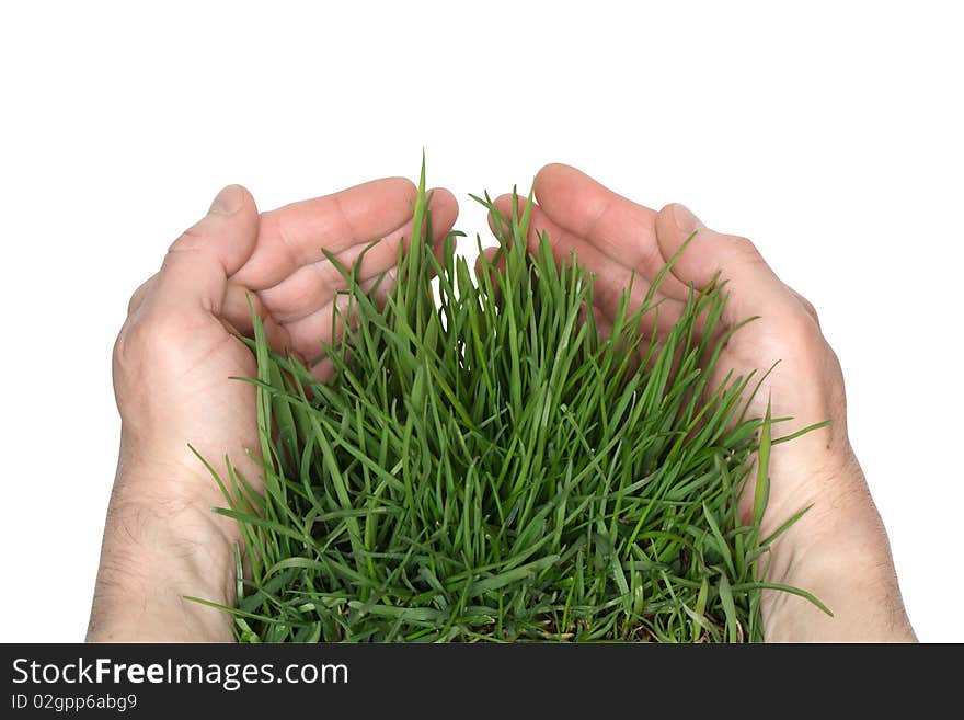 Human hands holding green grass. Isolated on white with clipping path. Human hands holding green grass. Isolated on white with clipping path