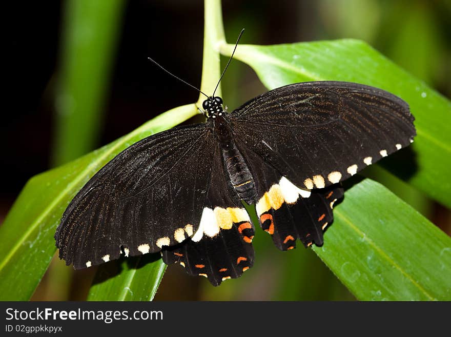 Papilio polytes, Common Mormon. The beautiful tropical butterfly sits on plant.