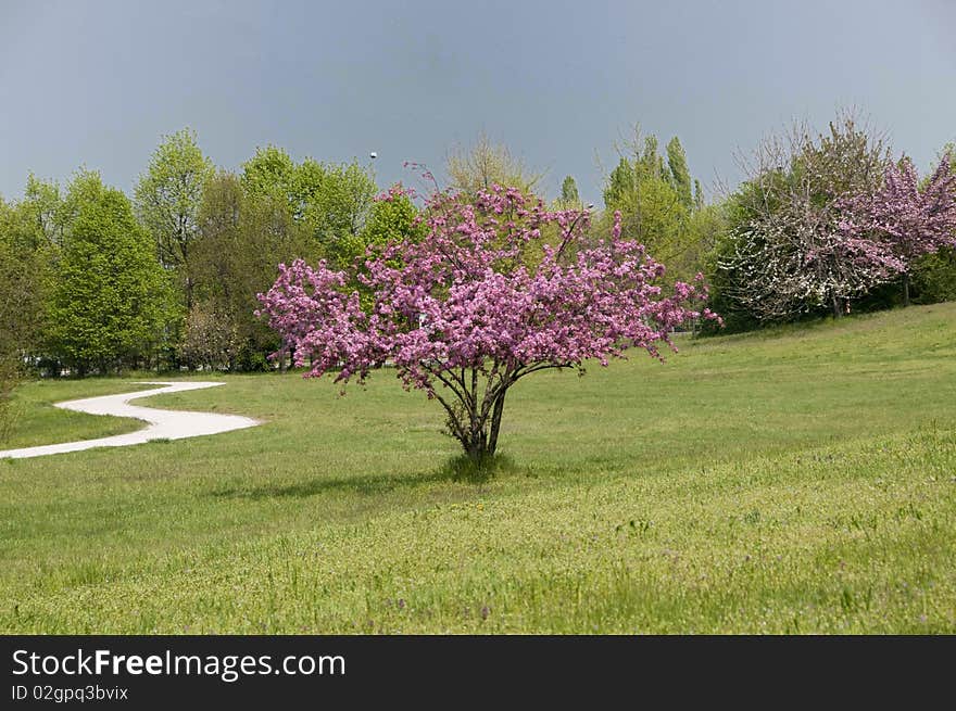 Picture of a tree with flowers in spring in a park. Picture of a tree with flowers in spring in a park.