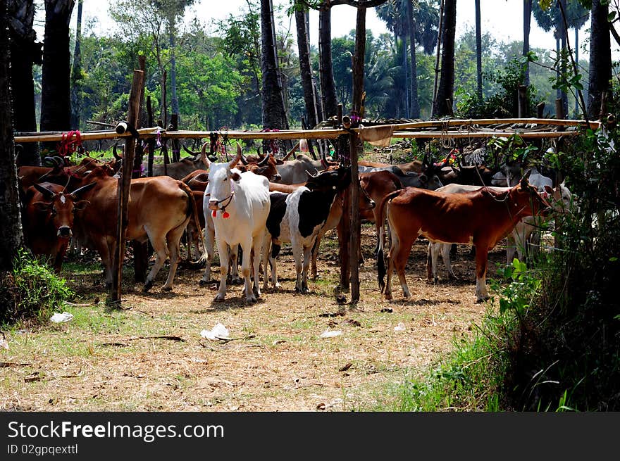 Cow crowd in thailand, that are the beautiful cow.