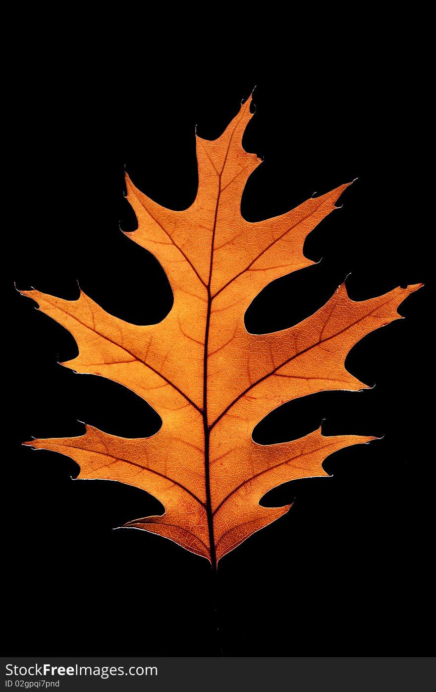 Maple Leaf