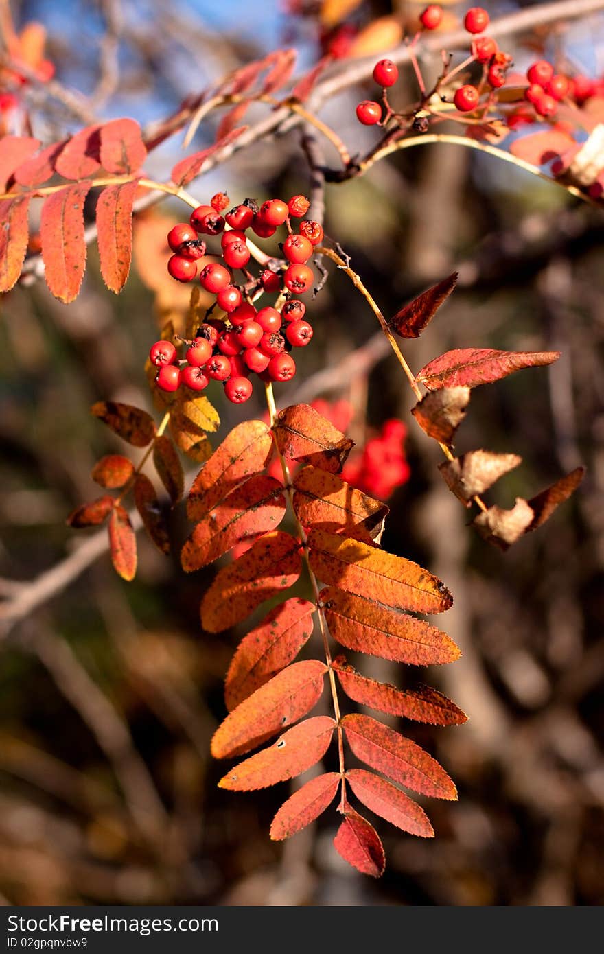 Golden fall leaves, red ashberrys and blue sky. Golden fall leaves, red ashberrys and blue sky