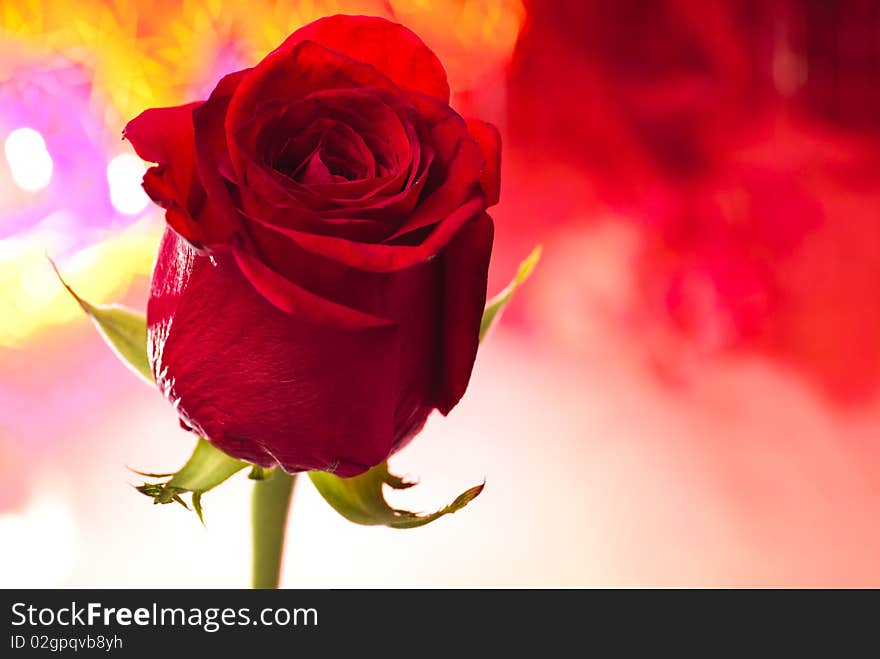 Red rose close up with red bokeh. Love postcard.