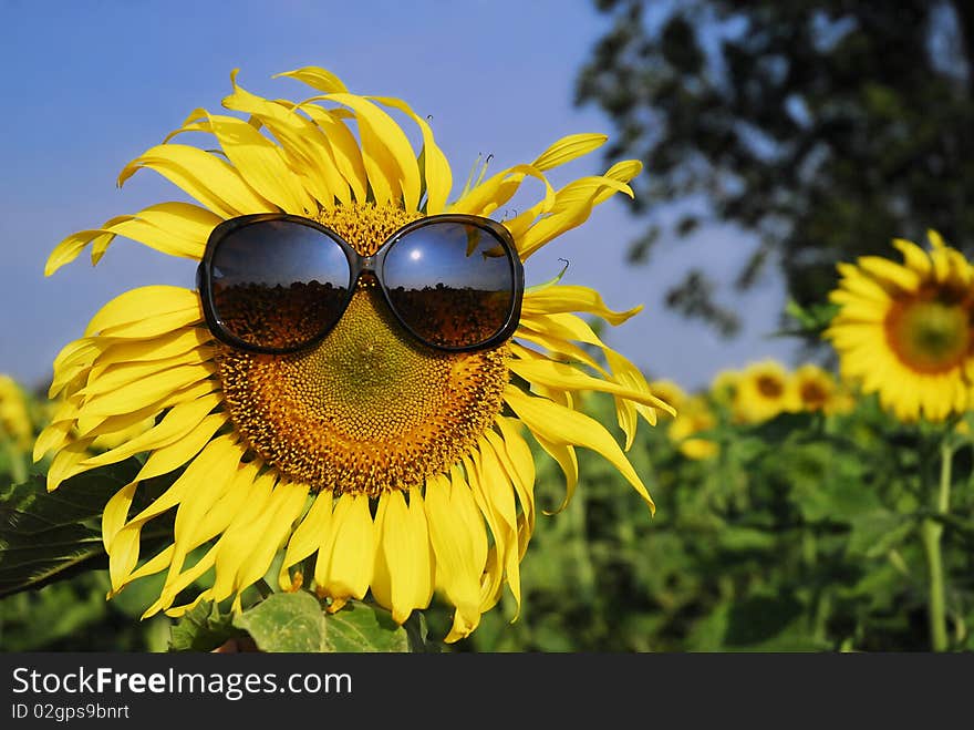 Sunflower wearing sunglasses