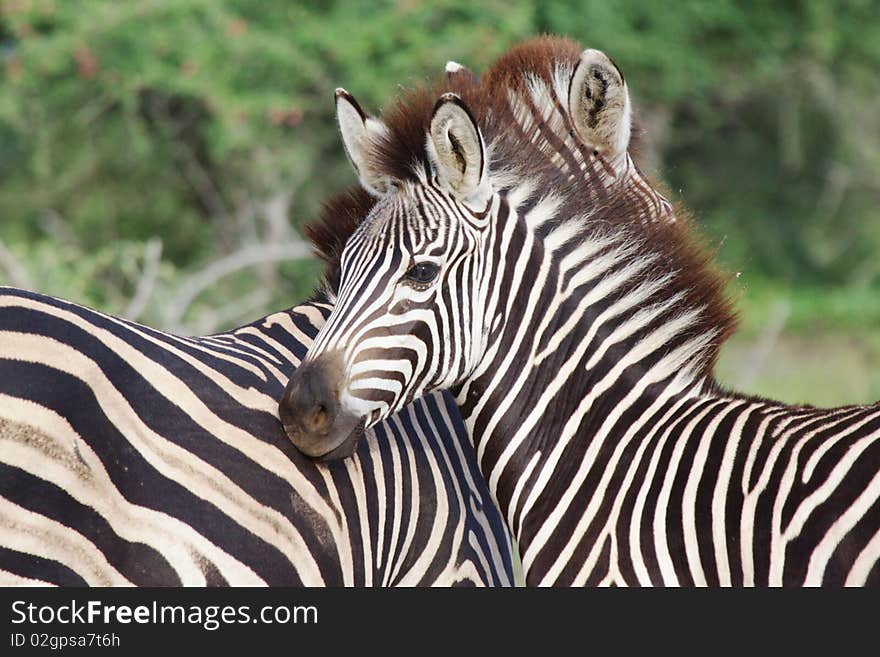 Baby Zebra close to mum. Baby Zebra close to mum