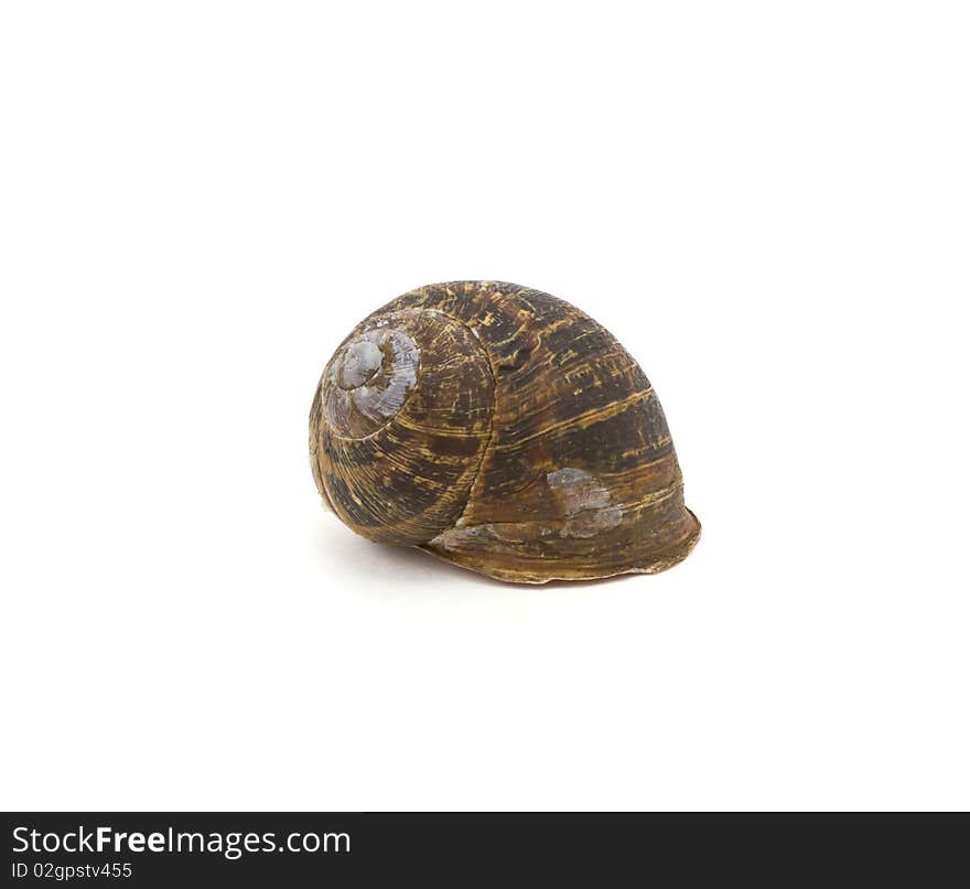 Empty garden snail shell isolated against white background.