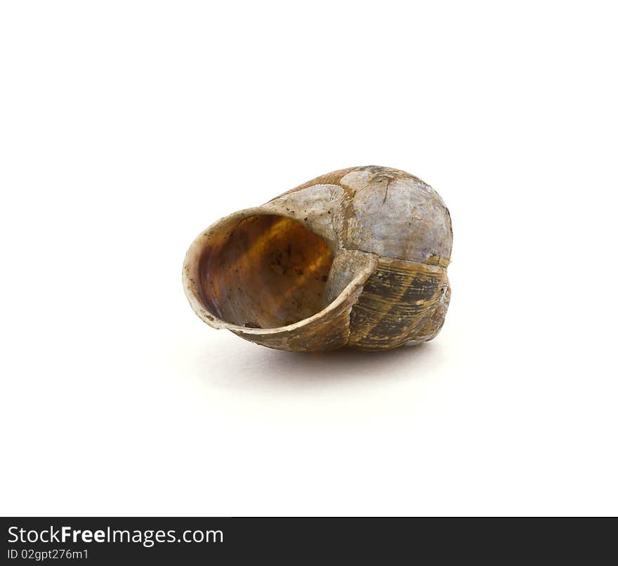 Empty garden snail shell isolated against white background.