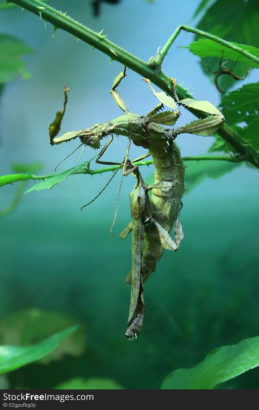 Stick-insects on branch