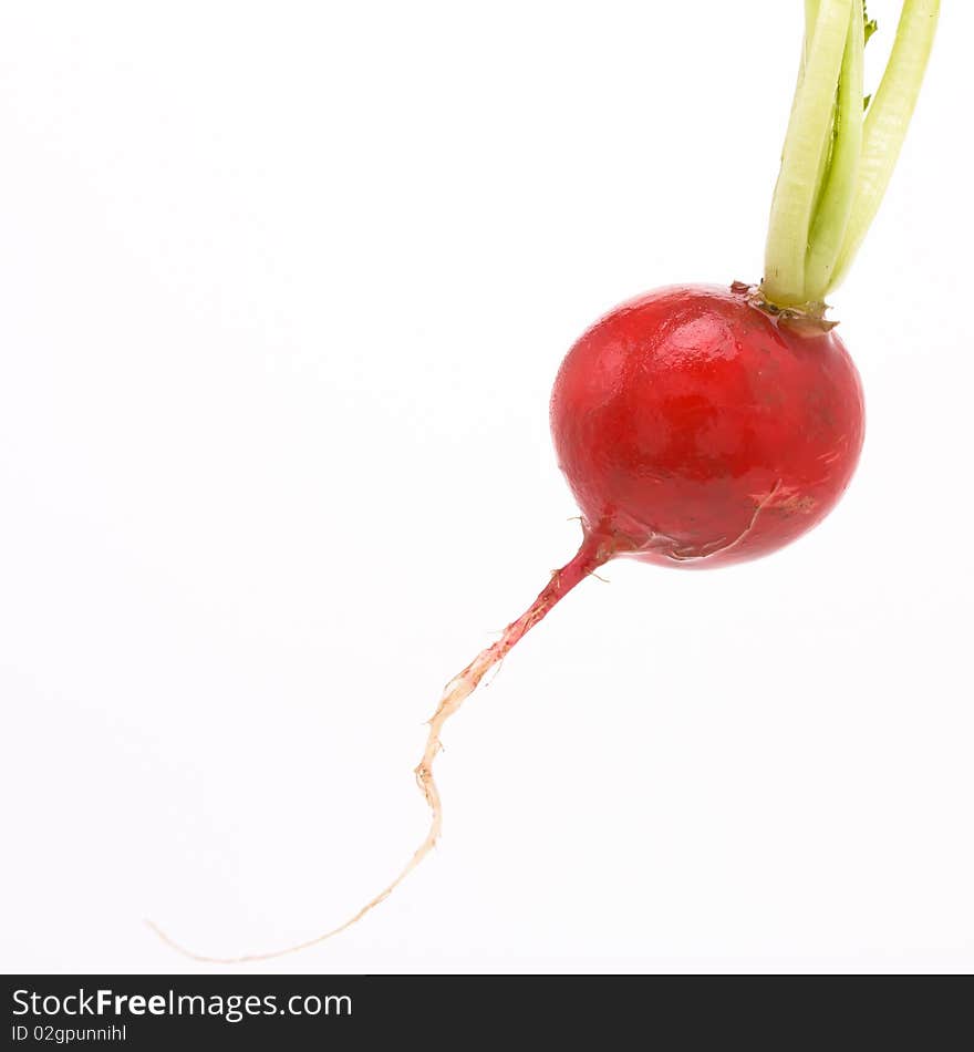 Radish