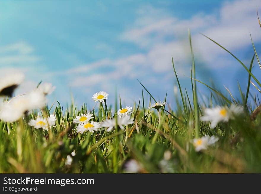 Field with daisies