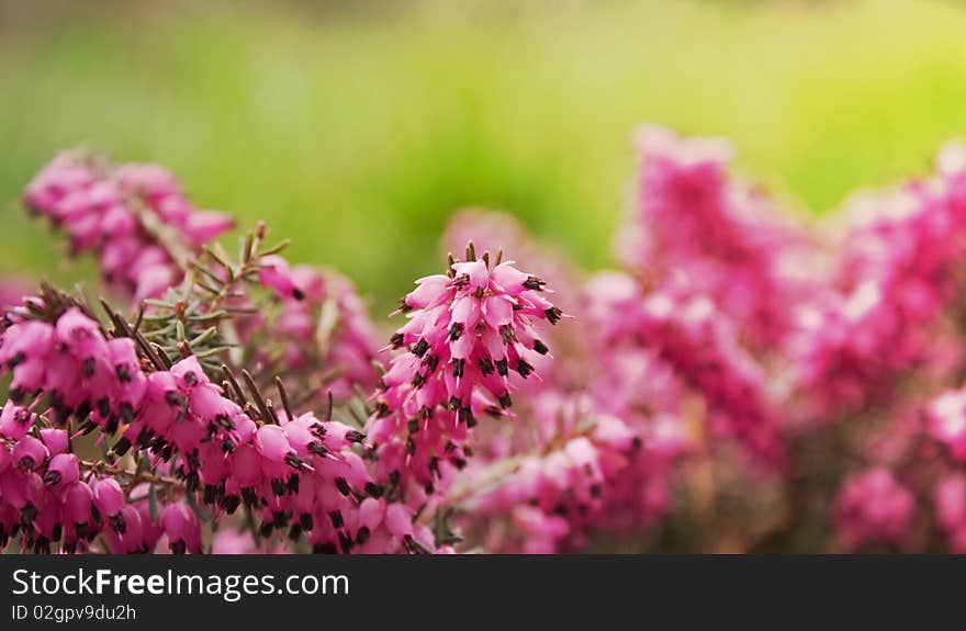 Pink flowers bouquet with sun light in back. Pink flowers bouquet with sun light in back