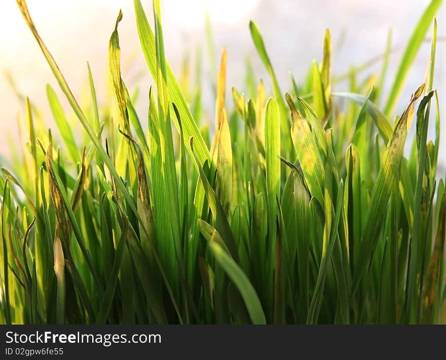 Grass which began to dry up before sunset photographed