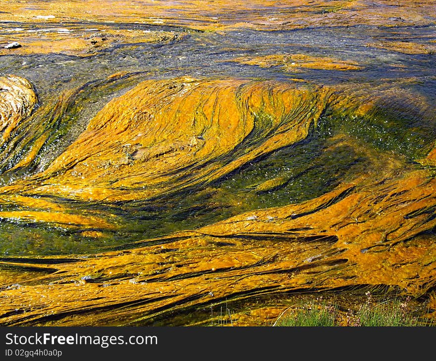 Colorful algae floats on geothermal stream in Yellowstone USA. Colorful algae floats on geothermal stream in Yellowstone USA