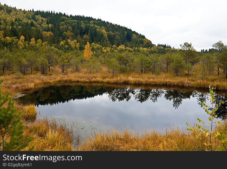 Swamp In The Romanian Mountains